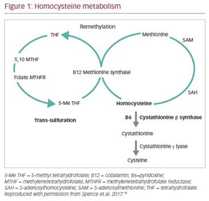 Homocysteine Lowering With B Vitamins For Stroke Prevention—A History ...