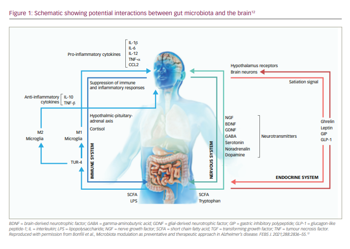 Figure 1: Schematic showing potential interactions between gut microbiota and the brain12