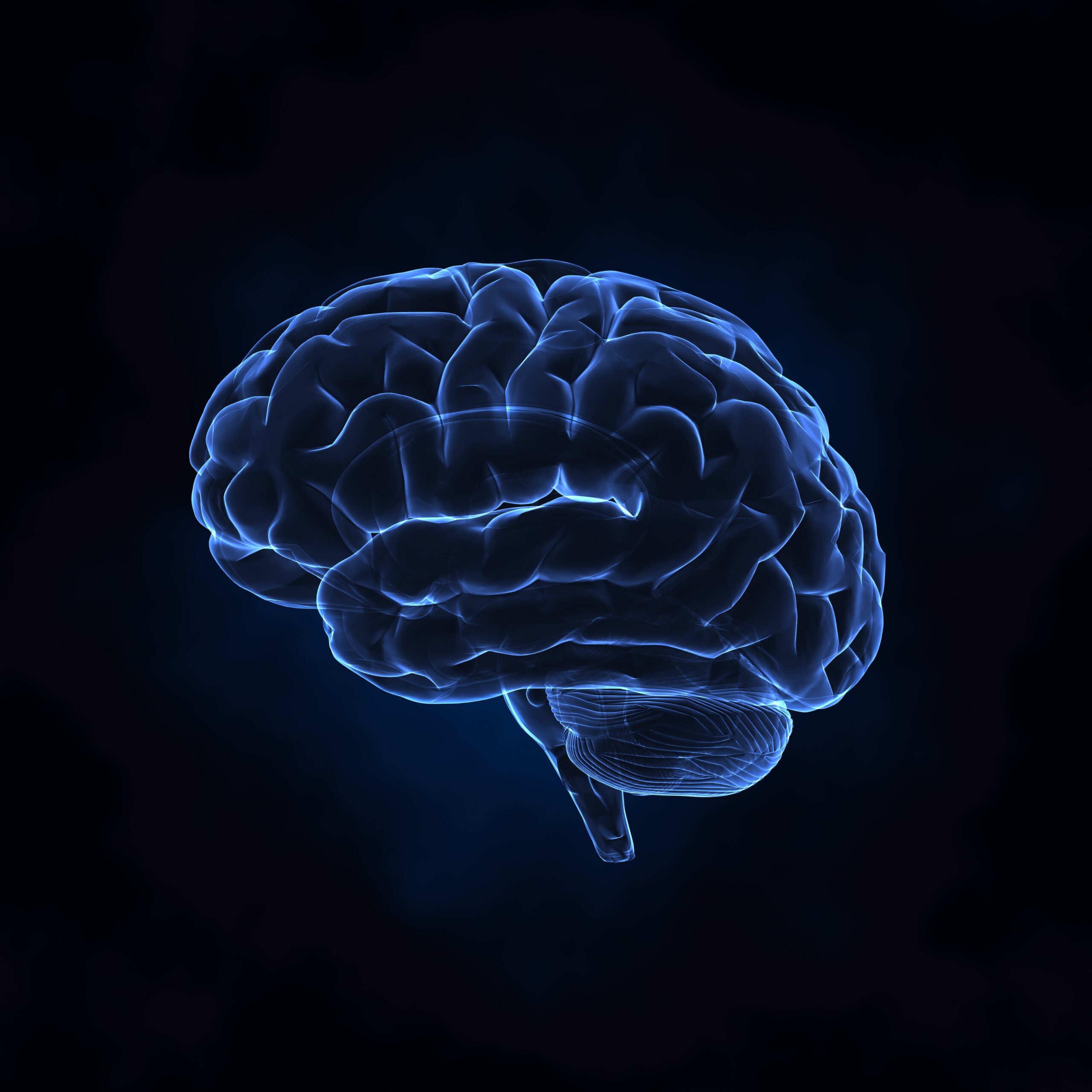 Human brain left x-ray view