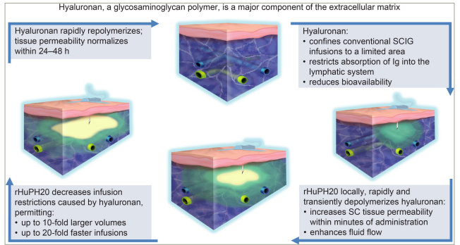 Figure 1: Mechanism of action of recombinant human hyaluronidase PH20 in the context of fSCIG 10% infusions20–23