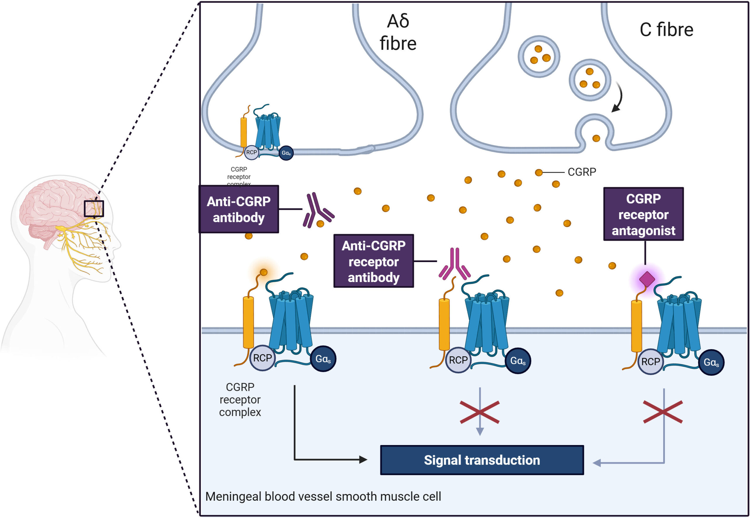 Figure 1: Calcitonin gene-related peptide mechanism of action